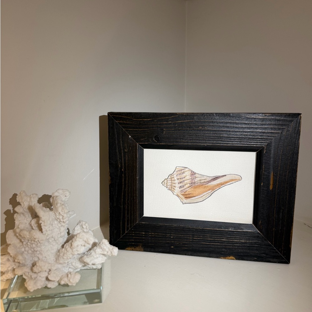 Black Framed Original Watercolor Seashell Painting